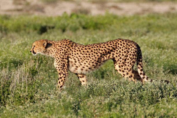 istock Alert cheetah on the hunt 1065392286