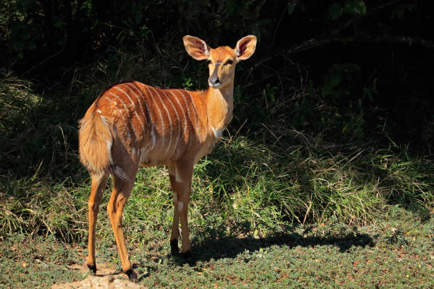 istock Nyala antelope - South Africa 1065392404