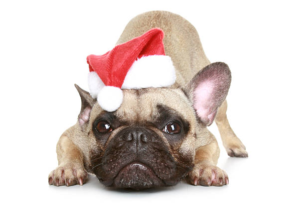 istock French bulldog in a Christmas hat 106539274