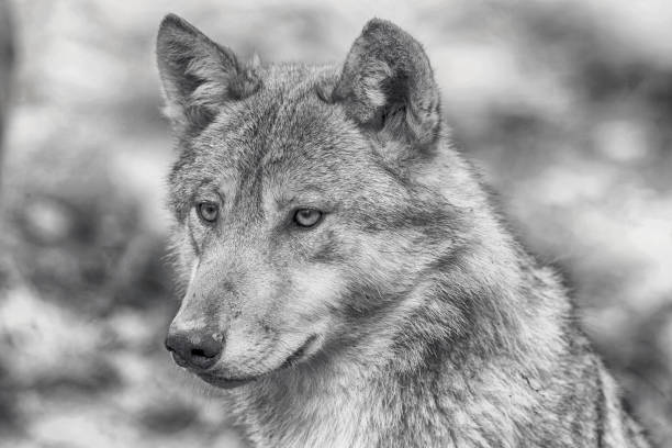 istock Der graue Wolf *Shades of Grey* 1065394886