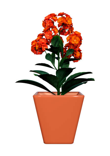 3D rendering of a flaming Katy or isolated on white background
