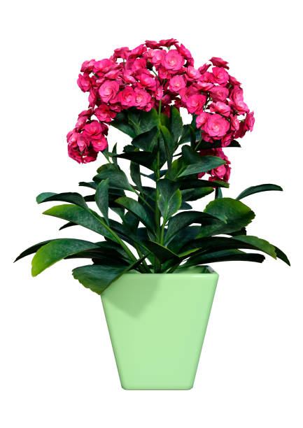 istock 3D illustration flaming Katy flowers on white 1065395360