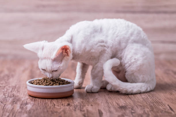 istock A small white cat eating cat food 1065397026