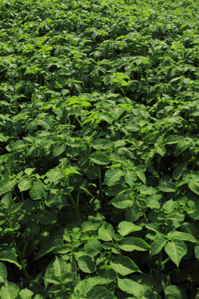 istock fresh green potatoes plant field 1065397266