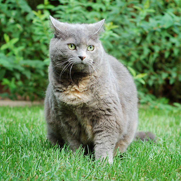 inglese grigio gatto di razza - 8446 foto e immagini stock