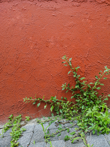 Old texture brick wall with window and green ivy, background. Latvia.