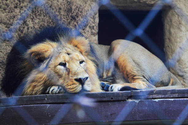 istock lion si resting in the cage 1065400092