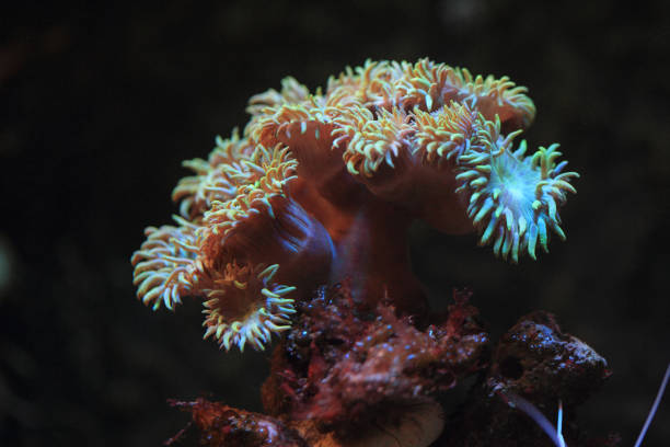 istock sea aquarium background 1065400296