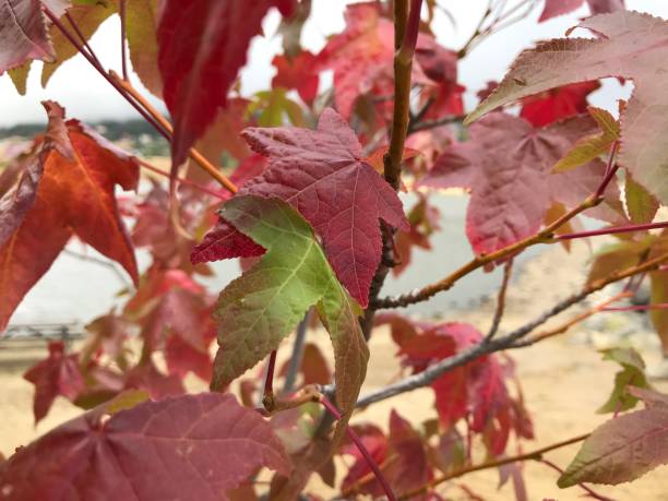 istock Autumn leaves in red and green 1065400346