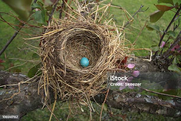 Robins Nest - zdjęcia stockowe i więcej obrazów Ptasie gniazdo - Ptasie gniazdo, Gniazdo zwierzęce, Koło - Figura dwuwymiarowa