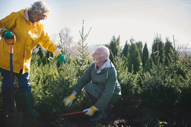 istock Our small evergreen nursery and christmas tree farm 1065404872