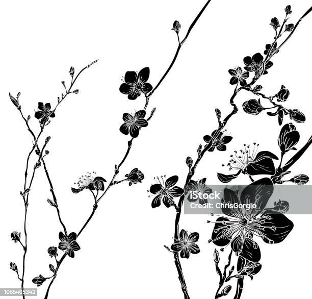 Peach Cherry Blossom Flowers Background Pattern Stock Illustration - Download Image Now - Cherry Blossom, Flower, Blossom