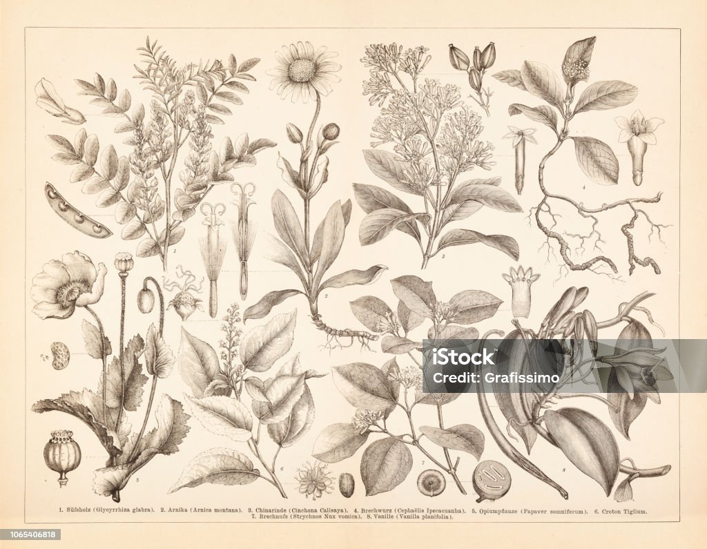 Spice condiment plants opium vanilla and arnica illustration Steel engraving different spice plants like opium vanilla and arnica
Original edition from my own archives
Source : Brockhaus Konversationslexikon 1885 Aloe Vera Plant stock illustration