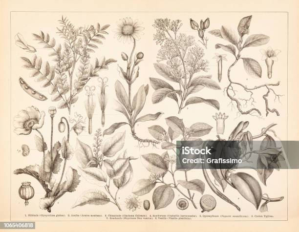 Spice Condiment Plants Opium Vanilla And Arnica Illustration Stock Illustration - Download Image Now