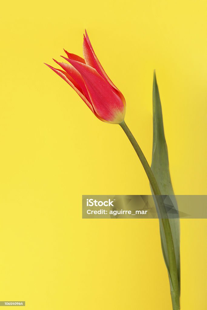 Czerwony tulipan - Zbiór zdjęć royalty-free (Barwne tło)