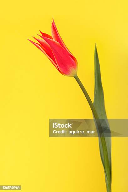 Czerwony Tulipan - zdjęcia stockowe i więcej obrazów Barwne tło - Barwne tło, Bez ludzi, Czerwony