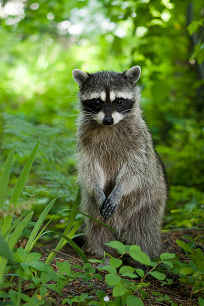 istock A raccoon sitting up in the grasslands at daytime 106540986