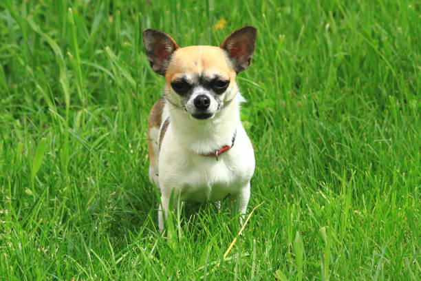 istock chihuahua in the green grass 1065411788