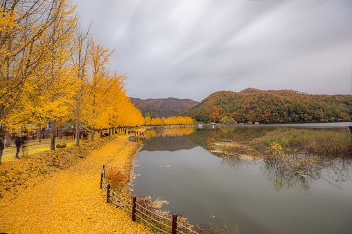 The Moon Mine Reservoir in Goshan, Chungbuk, is a popular photo place for many photographers to see the autumn ginkgo trees.