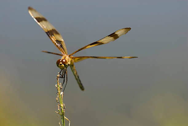 Dragonfly perches stock photo