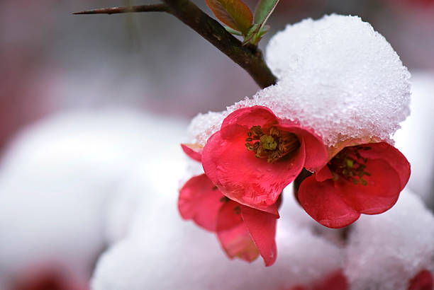 Japonica blossoms in snow stock photo