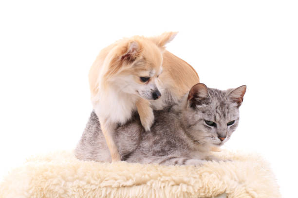 istock gray cat and chihuahua 1065412406