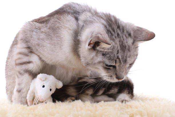istock gray cat with mouse toy isolated 1065413902