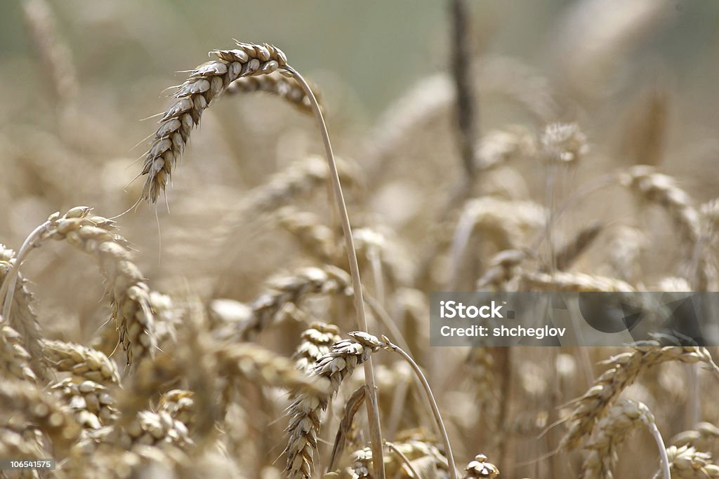 Золотой Пшеница растущих в ферме поле - Стоковые фото Без людей роялти-фри