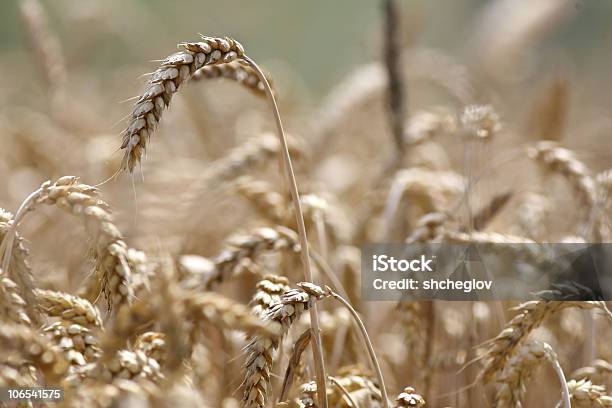 Золотой Пшеница Растущих В Ферме Поле — стоковые фотографии и другие картинки Без людей - Без людей, Горизонтальный, Еда