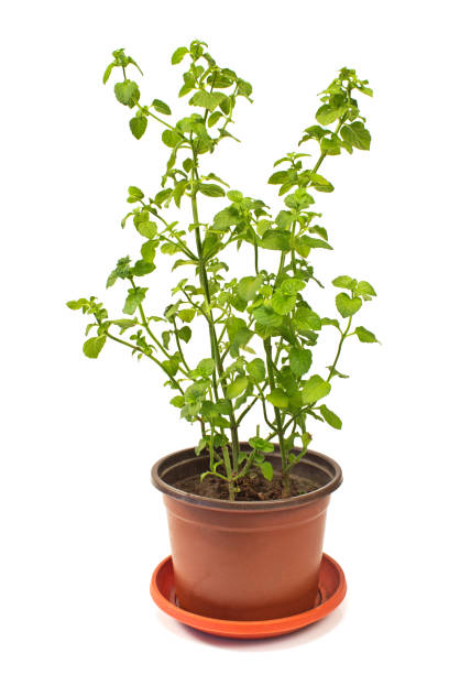 istock Basil herb plant in pot isolated on white 1065416184