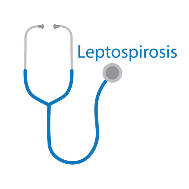 Leptospirosis word and stethoscope icon Leptospirosis word and stethoscope icon- vector illustration leptospira stock illustrations