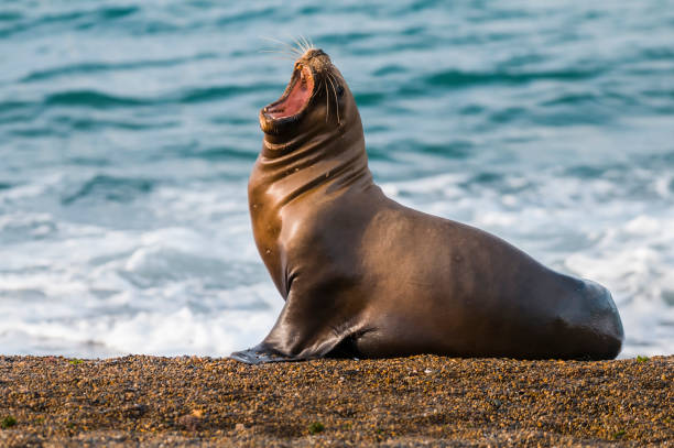 istock Sea Lion, and calf 1065416416