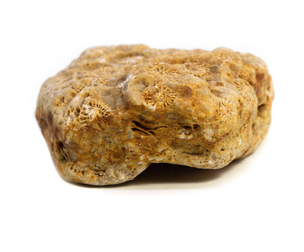 istock Natural fossilized coral stone on a white background 1065416524