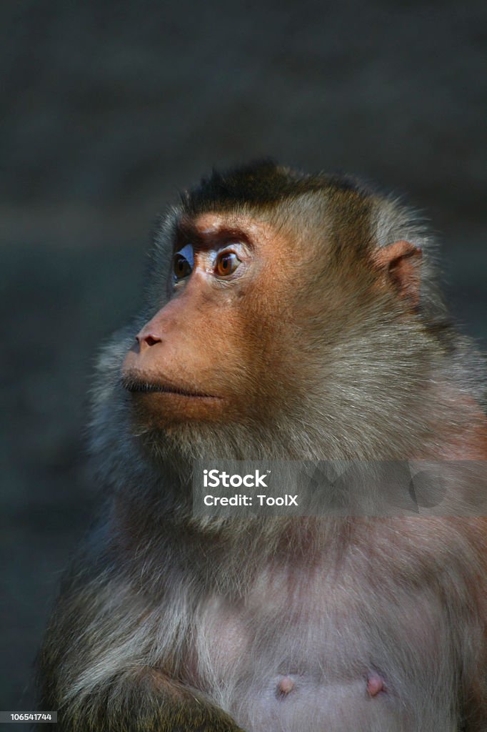 Macaque  Animal Stock Photo