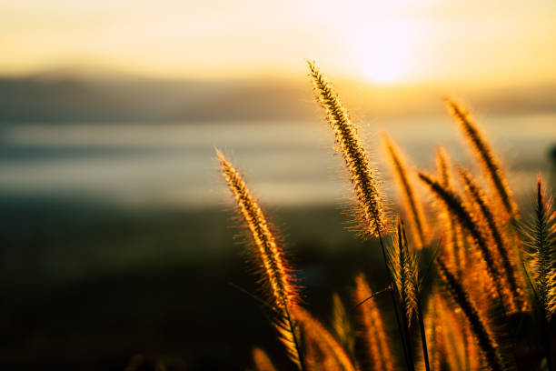 Morning sky, the sun rises on the grass flower.