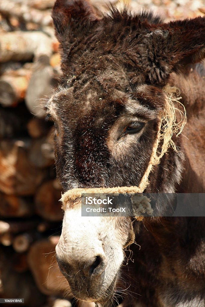 Esel - Lizenzfrei Agrarbetrieb Stock-Foto