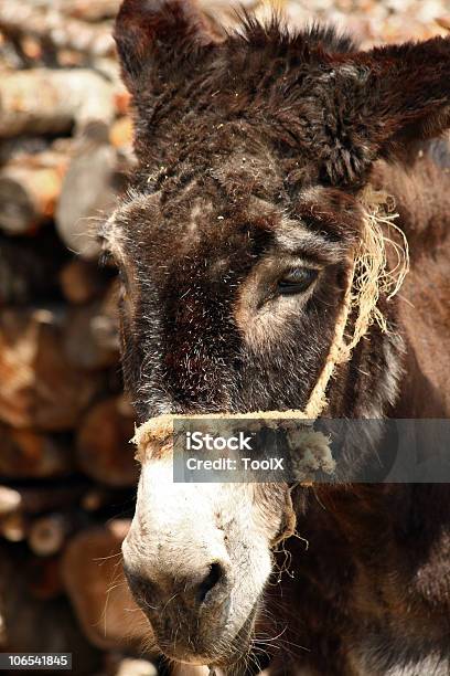 Esel Stockfoto und mehr Bilder von Agrarbetrieb - Agrarbetrieb, Farbbild, Fotografie