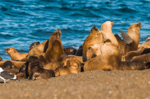 istock Sea lion Male in colony 1065419642