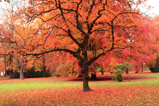 istock autumn tree in the park 1065421256
