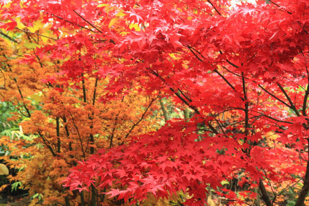 istock autumn color leaves texture 1065421300