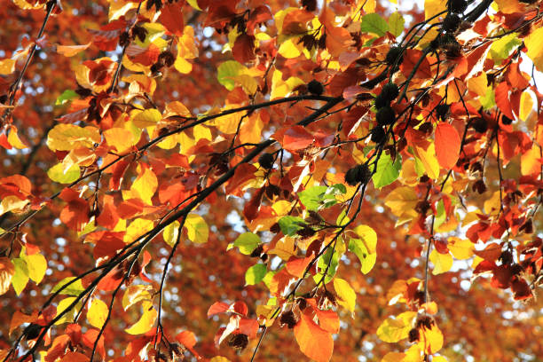 istock autumn color leaves texture 1065421840