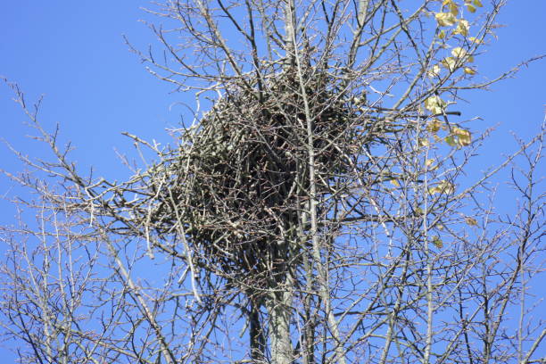 istock Bird's nest on a treetop, Blue Sky 1065423894
