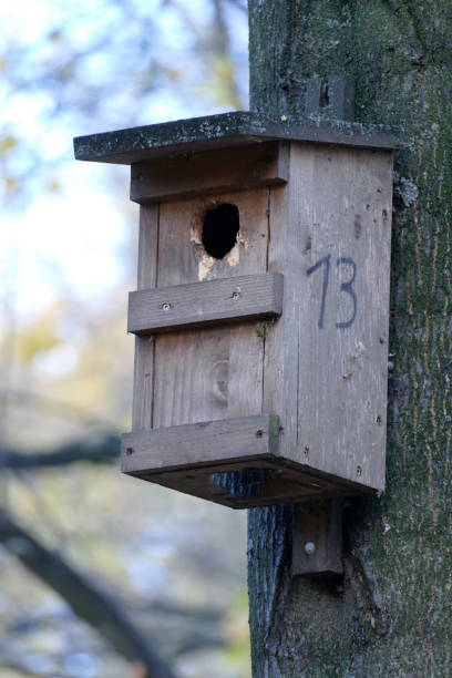 istock Birdhouse made of wood on a tree trunk 1065424020