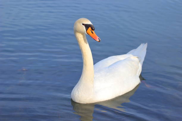 istock Swan on the lake 1065424278