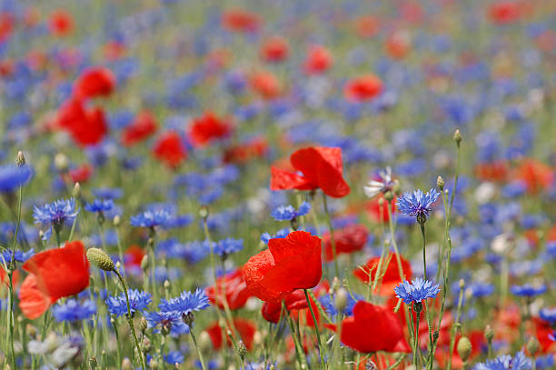 Fallow field with poppies and cornflowers to attract insects