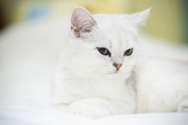 istock Beautiful cat breed Scottish straight chinchilla sleeping 1065427866