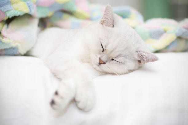 istock Beautiful cat breed Scottish straight chinchilla sleeping 1065427910