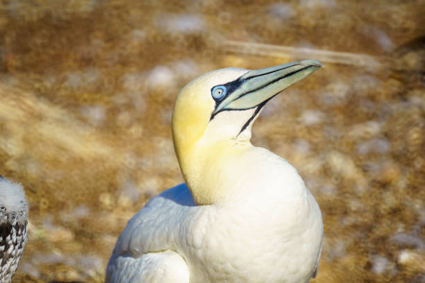 Gannets in flight at Bempton cliffs, Flamborough Head