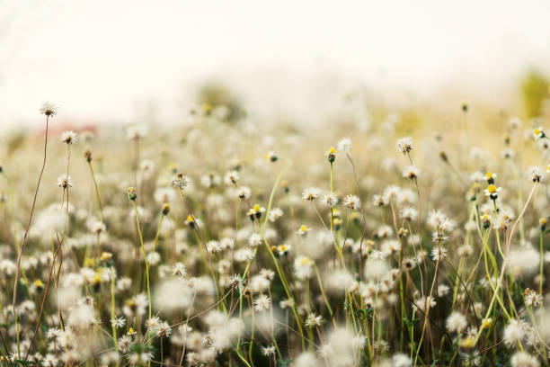 istock Grass field in bright sunshine morning. 1065428454