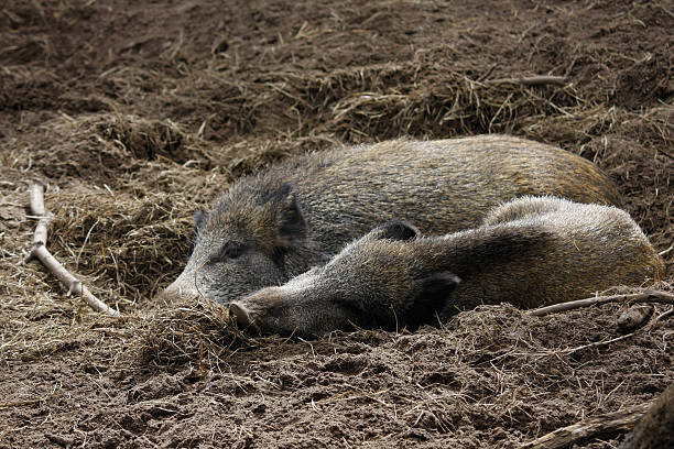 Wild boar (Sus scrofa) resting on a straw